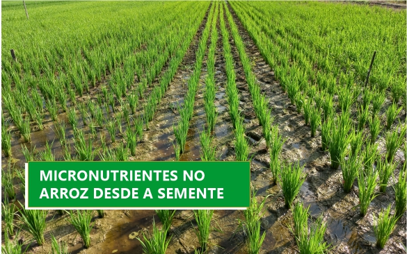 O estabelecimento inicial da lavoura de arroz depende de uma série de fatores, entre eles a qualidade fisiológica das sementes, as condições do ambiente e a disponibilidade equilibrada de nutr...