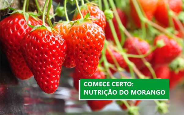A nutrição é um dos principais determinantes da produtividade e da qualidade dos frutos na cultura do morango. Mas seu impacto não se distribui de forma uniforme ao longo do ciclo: é na fase ...
