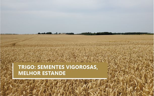 O vigor de sementes influencia diretamente o estande do trigo, pois determina a velocidade, uniformidade e força de emergência das plântulas, garantindo melhor estabelecimento inicial e menor f...